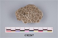 藏品(珊瑚化石)的圖片